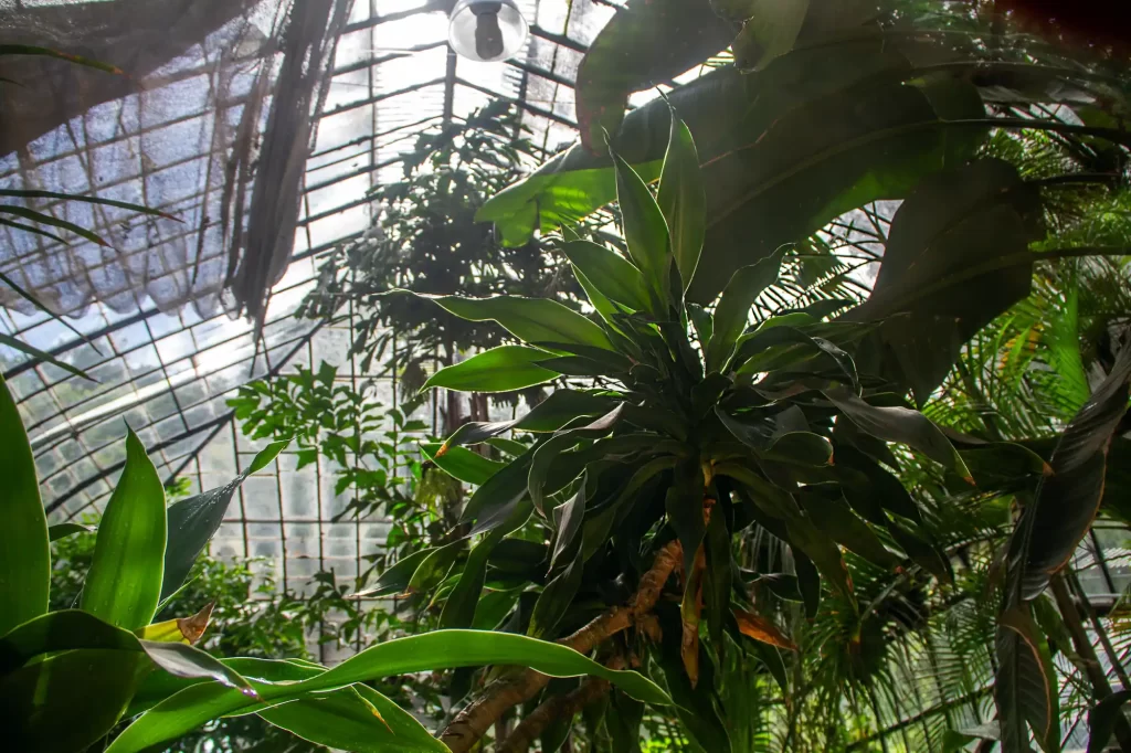 Carlos Thays Botanical Garden greenhouse named after Carlos Thays