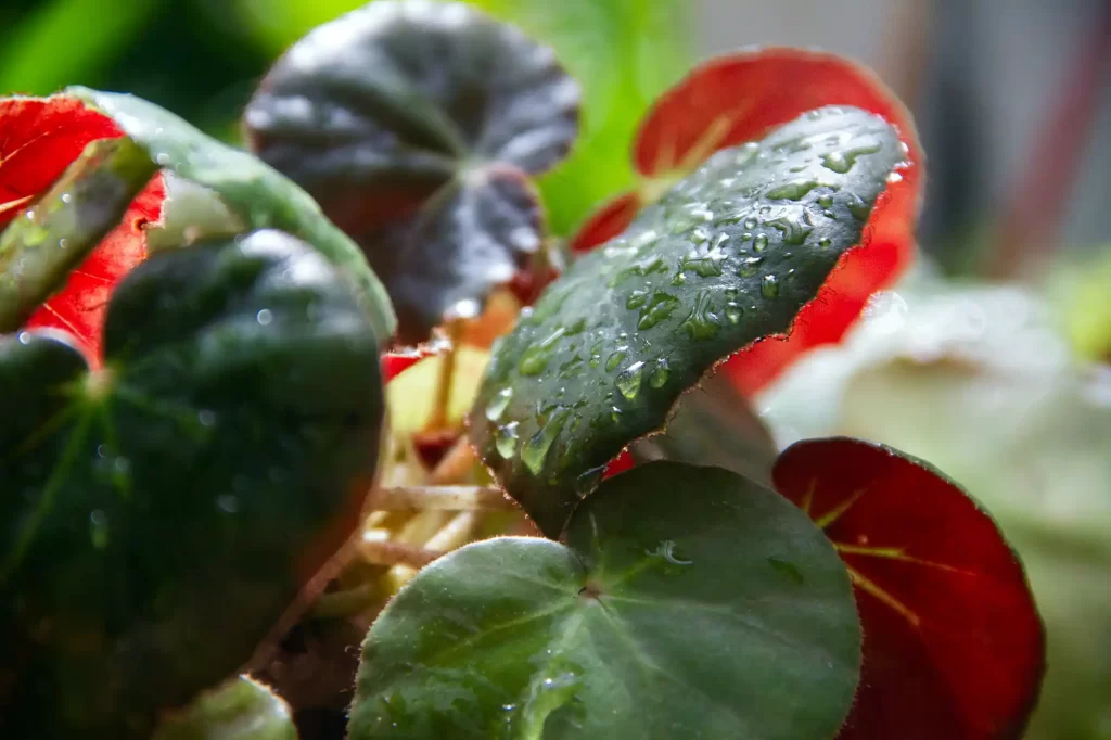 Exotic Plants i Buenos Aires