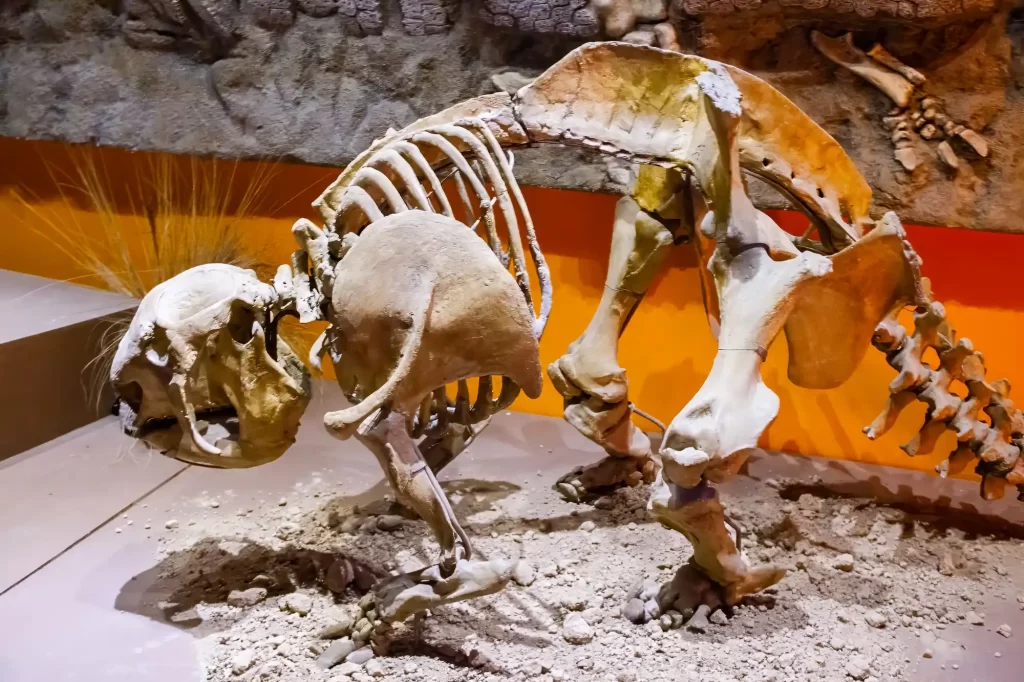 Skeleton of a giant glyptodon atat the Natural History Museum in Buenos Aires