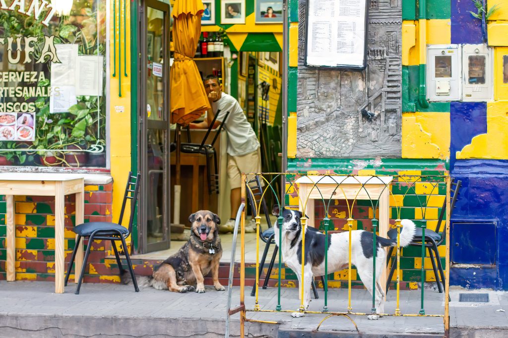 Dogs in La Boca Buenos Aires