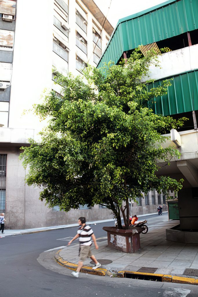 Street Tree Buenos Aires